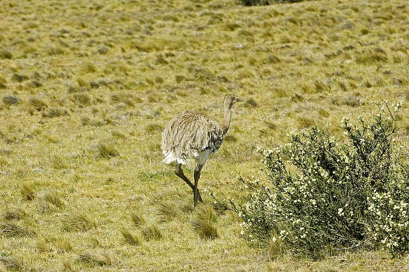 20071213 115005 D2X 4200x2800.jpg - Nandu, Torres del Paine National Park